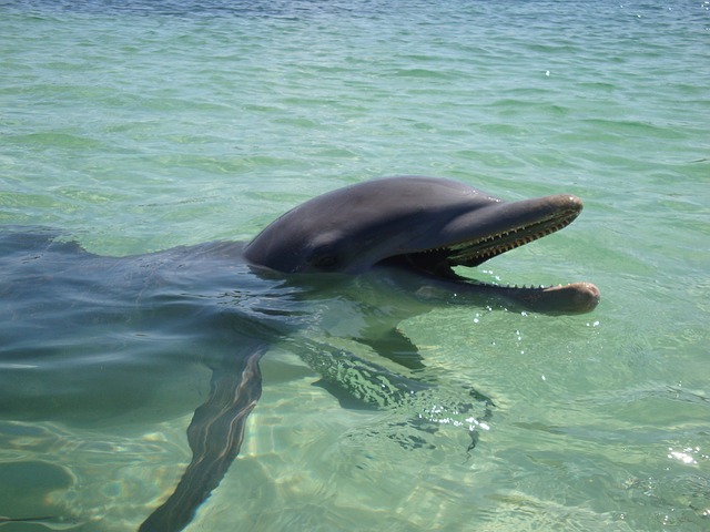 zęby delfina