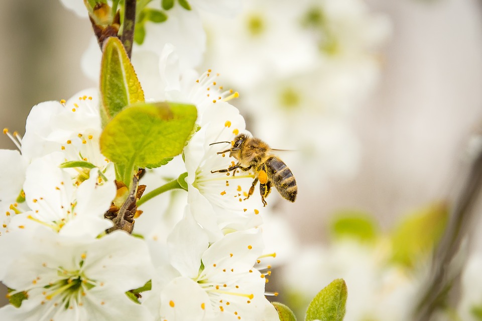 pestycydy pszczoły