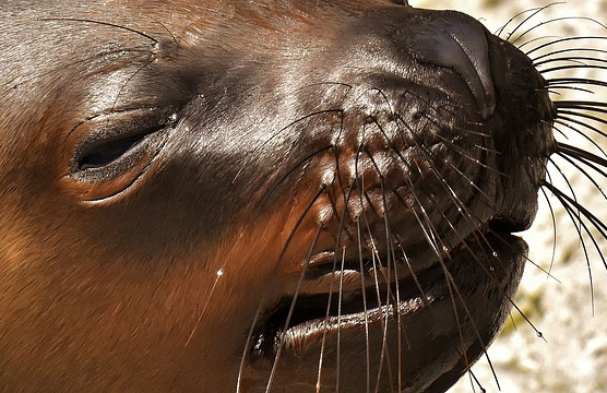 lew morski uszanka kalifornijska