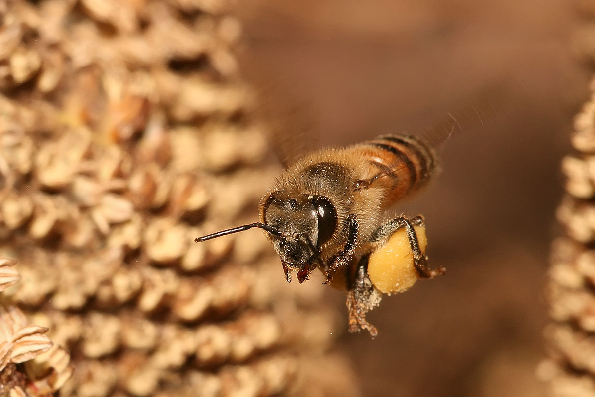 pszczoły i pestycydy