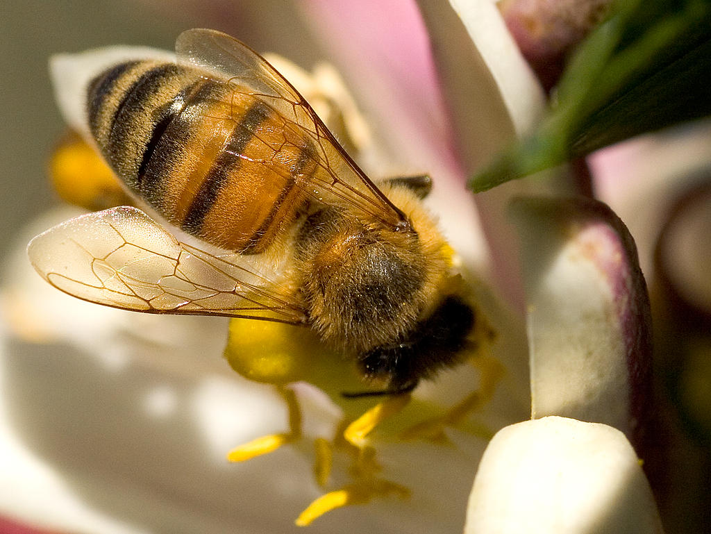 pszczoły i neonikotynoidy
