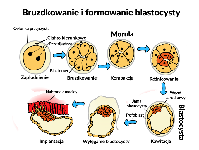 Zapłodnienie bruzdkowanie formowanie blastocysty