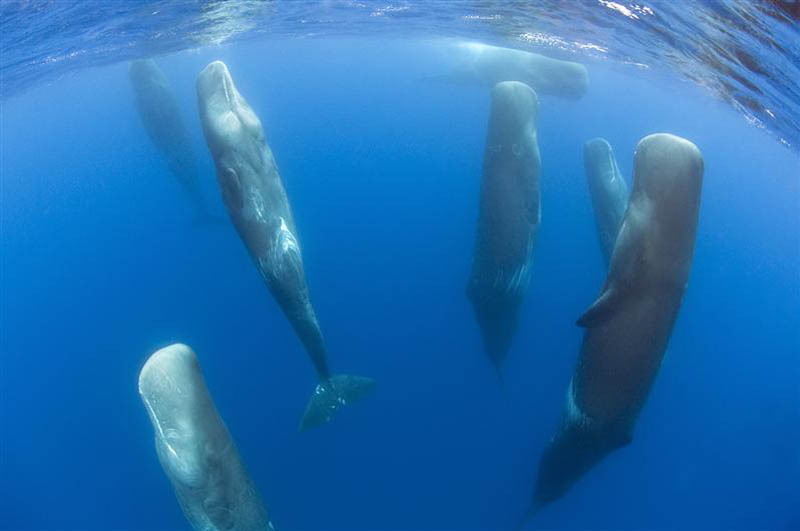 wieloryby ewolucja