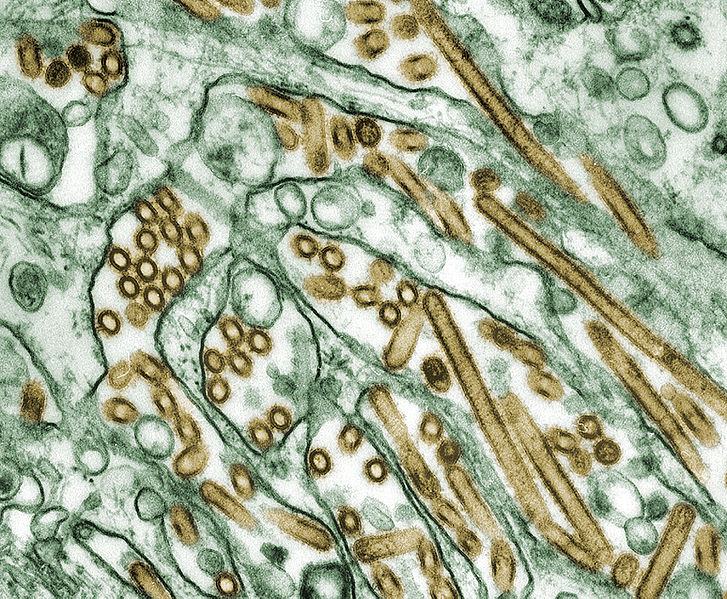 ptasia grypa H5N1 Zmiany klimatu a choroby