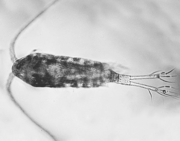 cholera widłonogi zooplankton