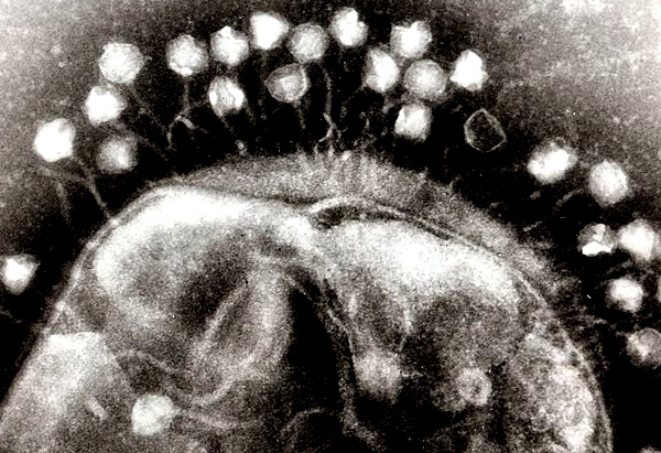 bakteriofag wirusy