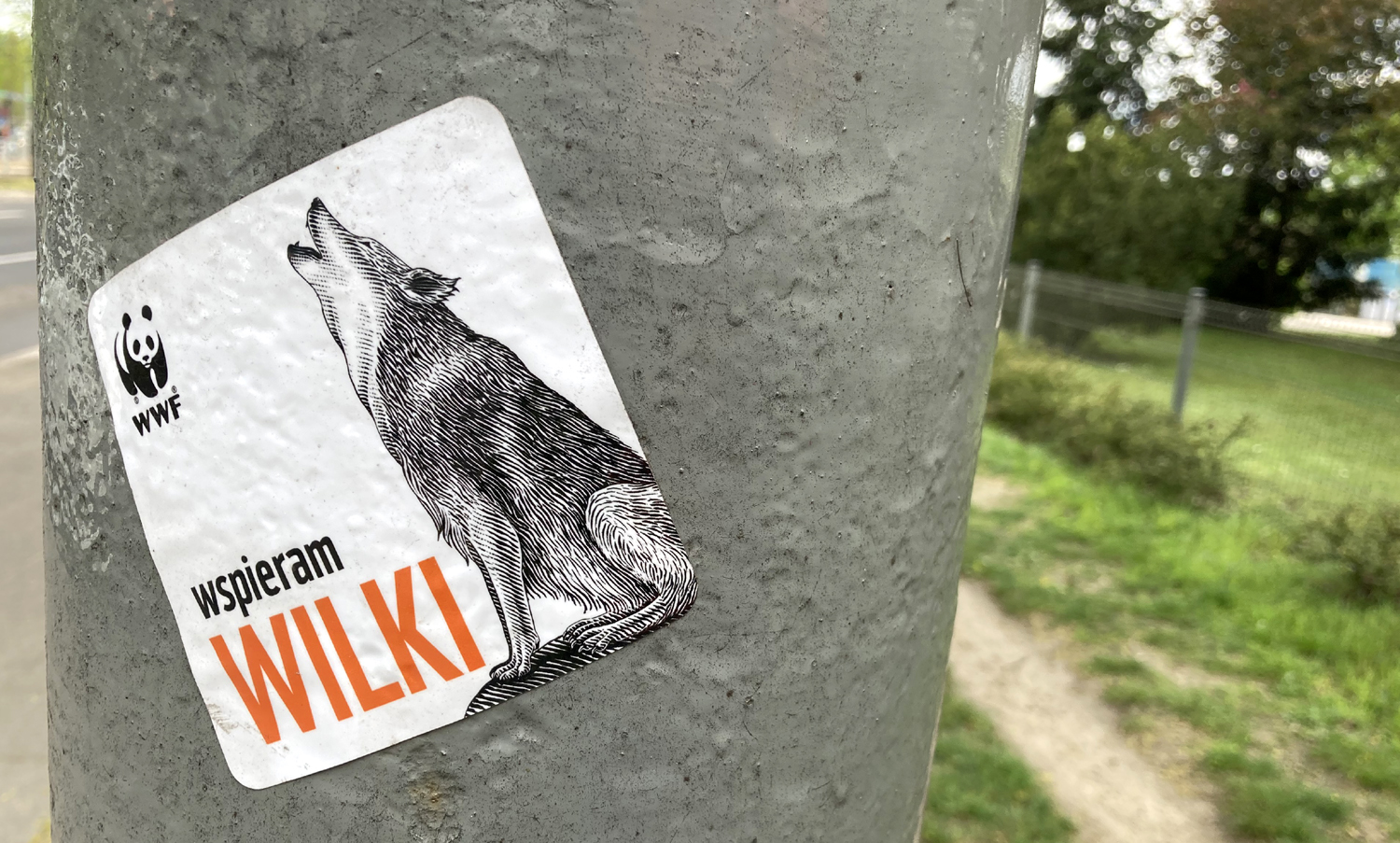 wilki w Polsce